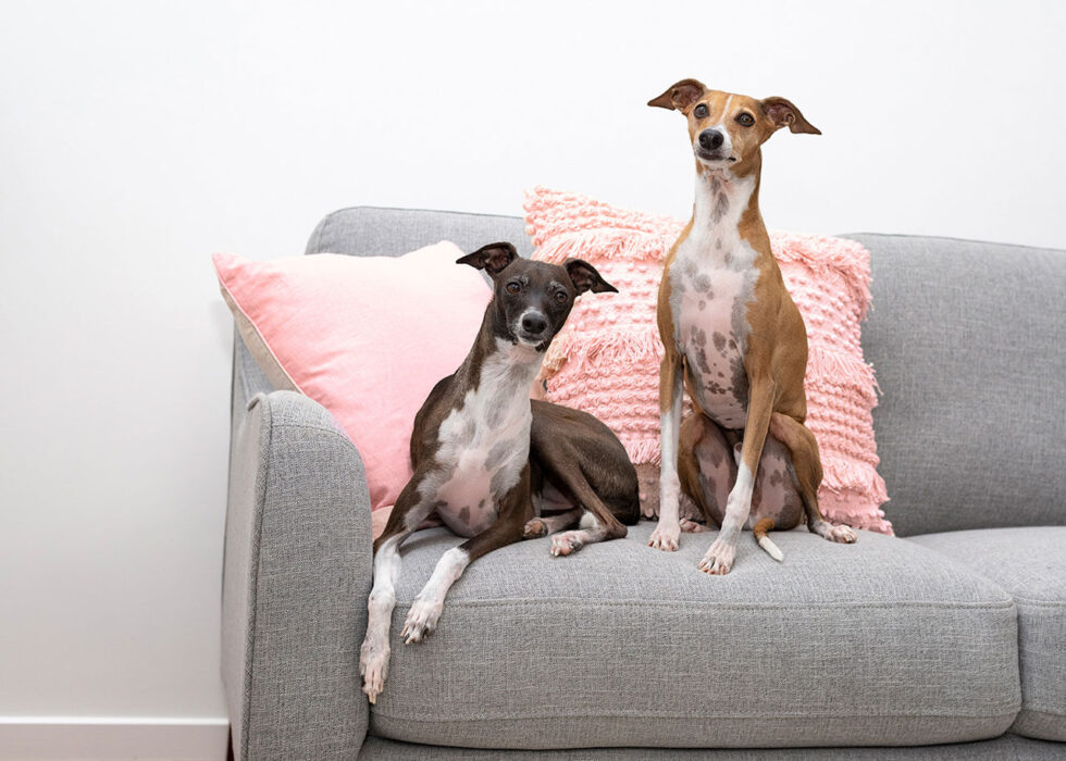 Mobile Vet Care & Vet House Calls Vet Love