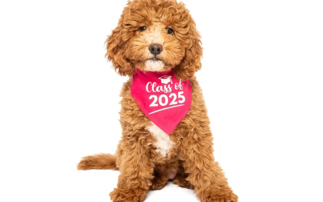 Puppy Love Academy