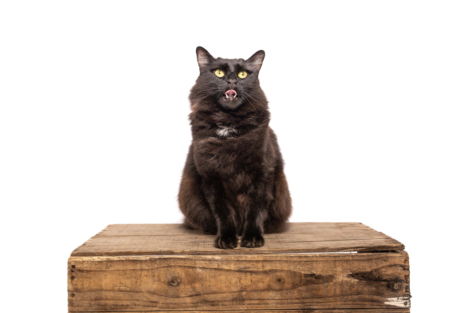 VetLove Services – Wellness Exam Wellness Exam